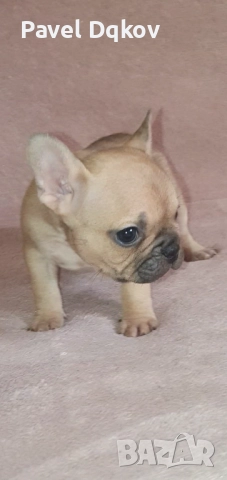 Френски булдог/Френски булдочета, снимка 4 - Френски булдог - 52546110