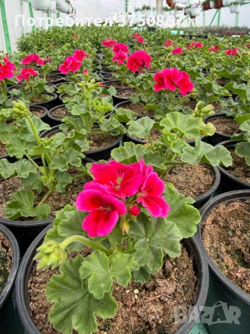 🩷🌿🌸 Мушкато Calliope® M Red Splash, снимка 4 - Градински цветя и растения - 54225696