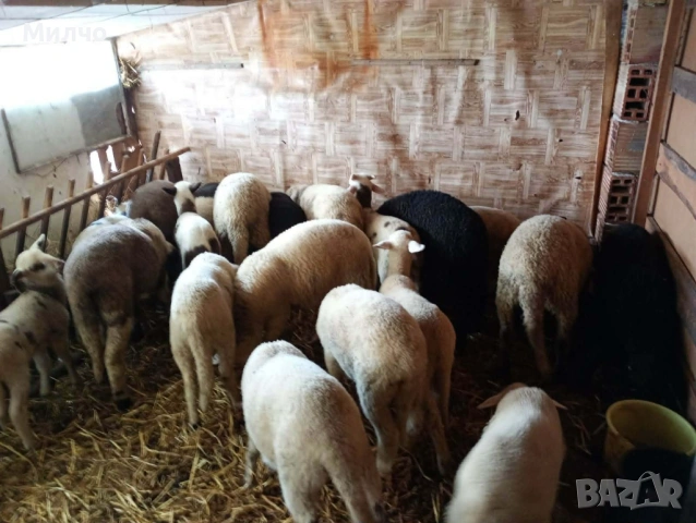 Агънца на Велик Ден и Георгьов Ден