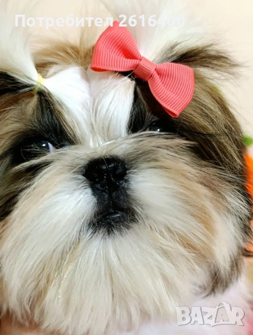 момче и момиче Ши Тцу