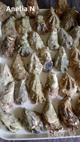 Черупки от стриди