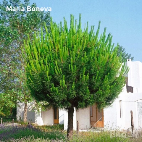 Пиния каменен бор 140 см, снимка 4 - Градински цветя и растения - 53845928