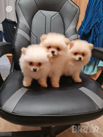 Померан померанчета Гр. София , снимка 5 - Померан - 53557308