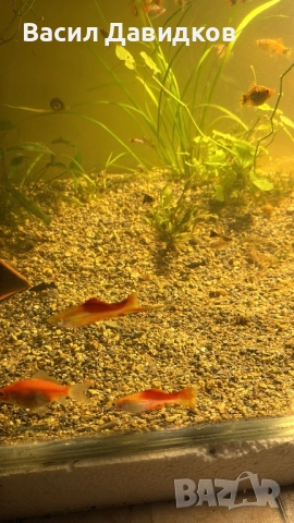 Плата , Молинезия , Гупи , Хелери , снимка 2 - Рибки - 51471426