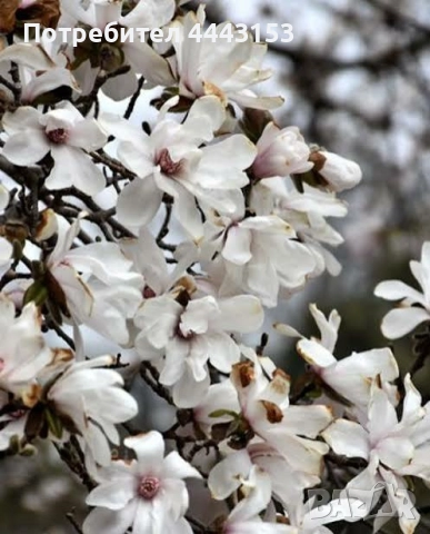 Магнолия Мерил разсад, снимка 2 - Разсади - 49874756