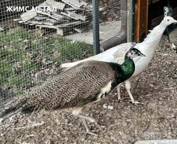 Женски пауни