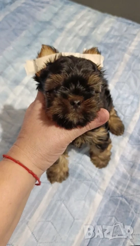 Мини момченце, снимка 4 - Йоркширски териер - 53599507