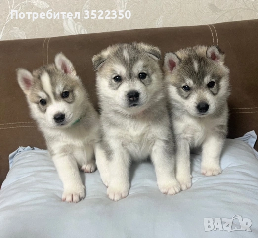 Бебета порода сибирско хъски –  за резервации , снимка 2 - Хъски - 53287534