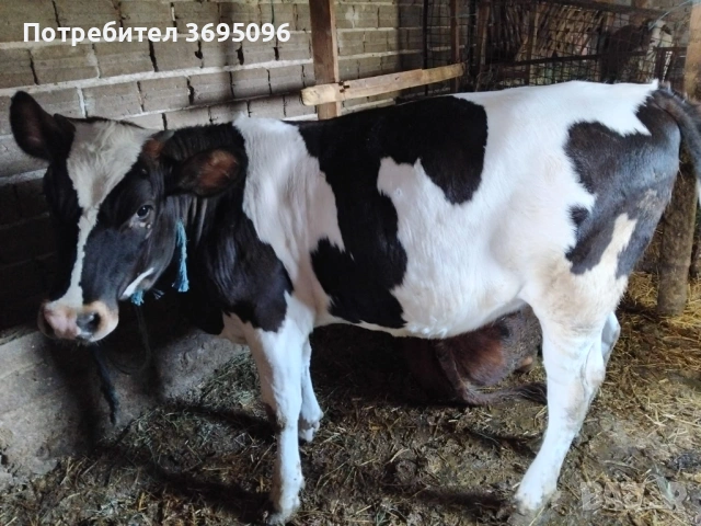 Prodavam 2 teleta , снимка 2 - Крави - 54270430