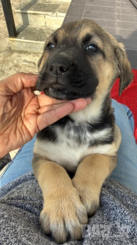 Кученце с Доставка - Алабай Х Малиноа Кръстоска, снимка 5 - Други - 52220666