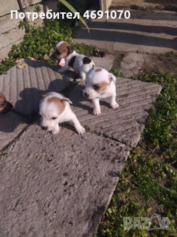 Джак ръсел, снимка 2 - Джак ръсел териер - 52887077