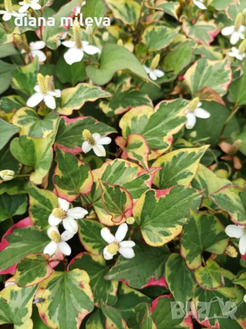 Хутиния, Houttuynia cordata, многогодишна и студоустойчива , снимка 11 - Градински цветя и растения - 54001747