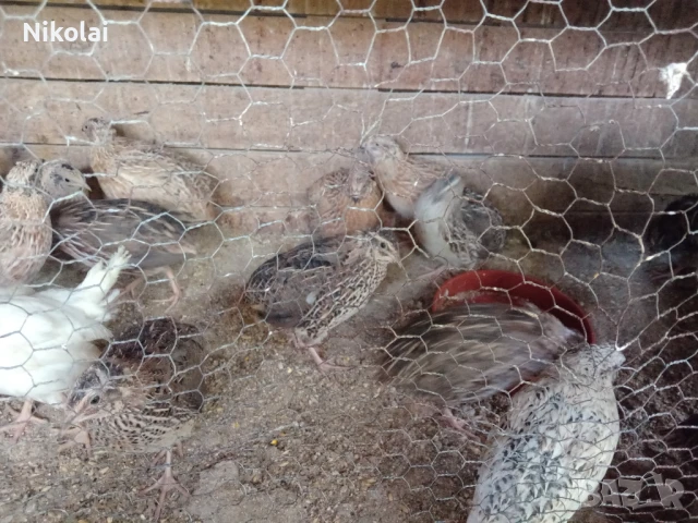 Пъдпъдъци японски и манджурски , снимка 4 - други­ - 51391563