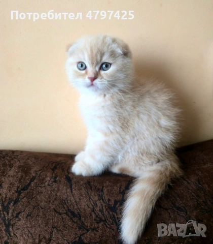 Шотландски клепоухи котета, снимка 4 - Британска късокосместа - 54199643