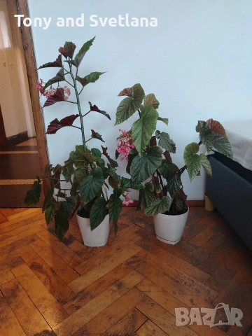 Бегонии Тамая, млади добре вкоренени растения , снимка 9 - Стайни растения - 54059283