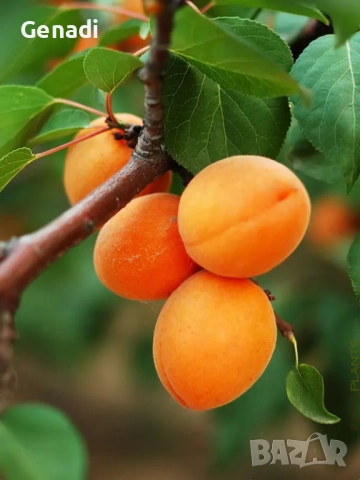 Овощна градина