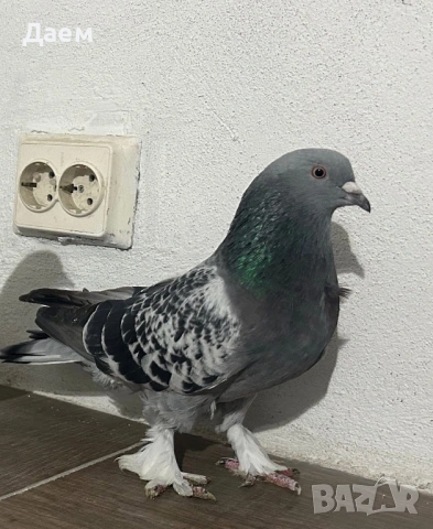 Мардини за игра и Спортни Пощи, снимка 8 - Гълъби - 54296862