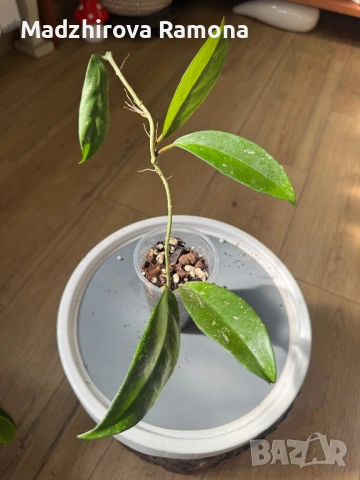 Hoya Pubicalyx pink silver , снимка 2 - Стайни растения - 53818994