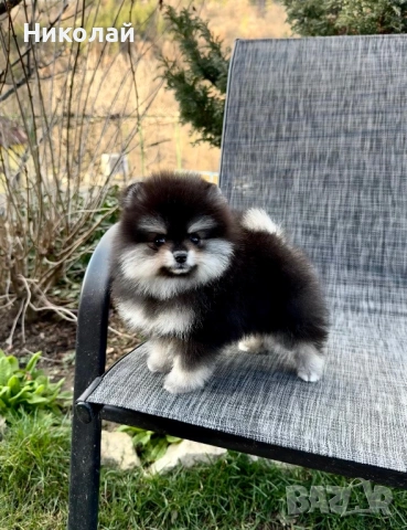 Померан мини момиче. Померанче, снимка 3 - Померан - 53647006