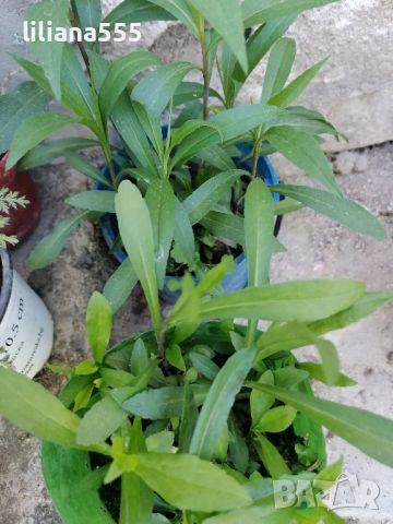 Канадска златна пръчица-ароматна и лечебна билка, медоносно растение, снимка 6 - Градински цветя и растения - 18377307
