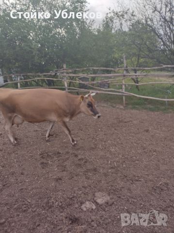 крави Джерсей, бременност,девети, месец , снимка 2 - Крави - 45382998