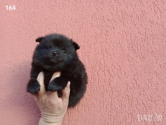 Черен Померан. Момченце., снимка 2 - Померан - 53464972
