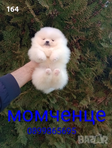 Различни възрасти! Богат избор на мини Померани. Реални снимки !!! 