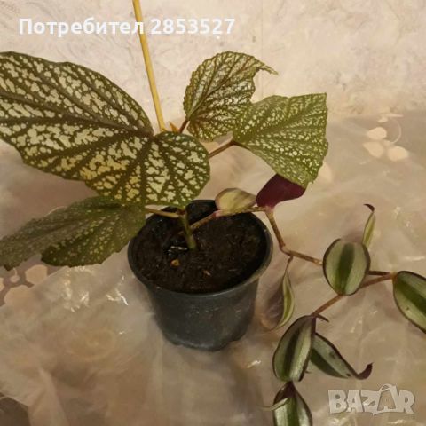 Комплект Бегонии и Традесканция, снимка 3 - Стайни растения - 45658454