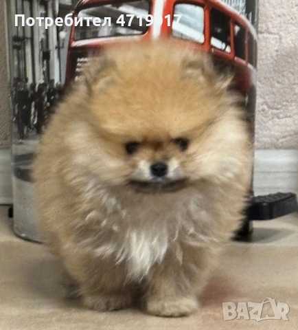 Мъжки померанчета, снимка 2 - Померан - 53222657
