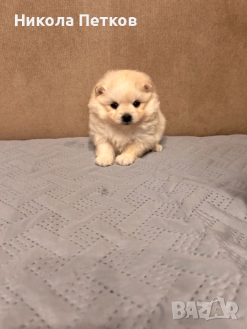Померанчета, снимка 3 - Померан - 52997235