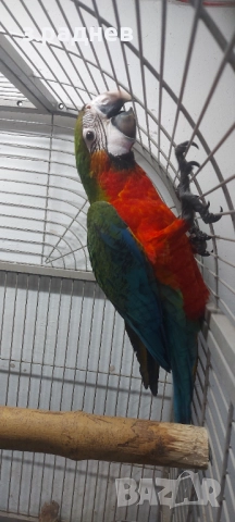 Бебе ара арлекин, снимка 4 - Папагали - 51836737
