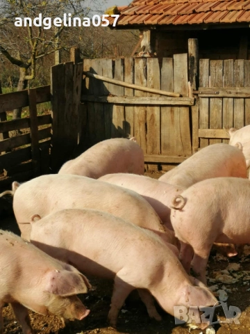 Прасета за клане, снимка 3 - Прасета - 52774197