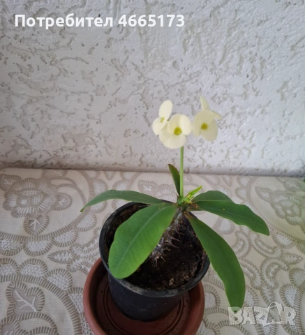 Стайно Цвете Исусов Венец, снимка 2 - Стайни растения - 54111064