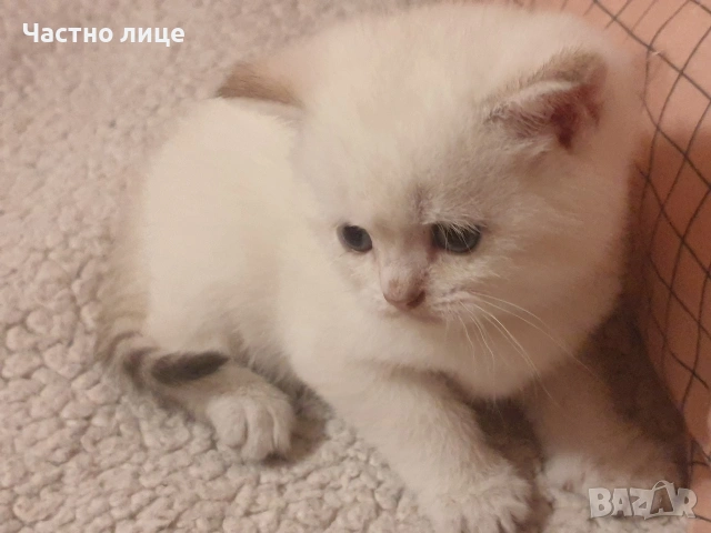 Шотландско коте златна чинчила колор поинт, снимка 3 - Чинчили - 53951865