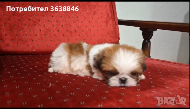 Ши тцу, снимка 1