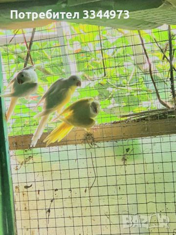 монашески папагали, снимка 1 - Папагали - 46329463