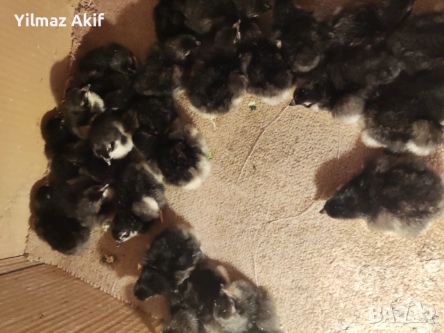 Пилета Легхорн черен и кръстоски, снимка 3 - Кокошки и пуйки - 53682469