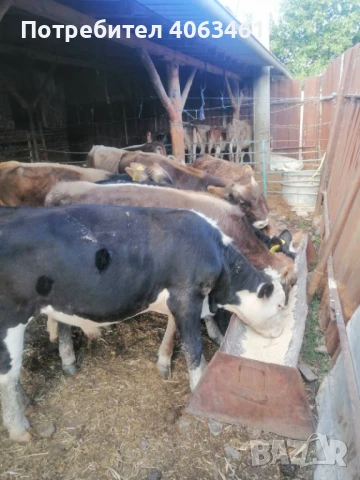 Продавам телета за угояване , снимка 1