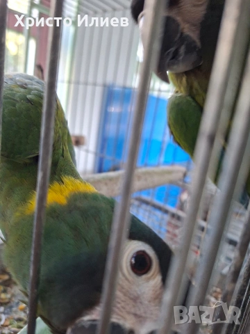 Продава ръчно хранени жълтоврати ари , снимка 3 - Папагали - 53650292
