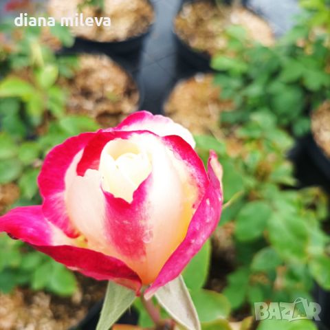 Роза сорт Double Delight,  Дабъл Дилайт, Двойно удоволствие, снимка 4 - Градински цветя и растения - 45830039