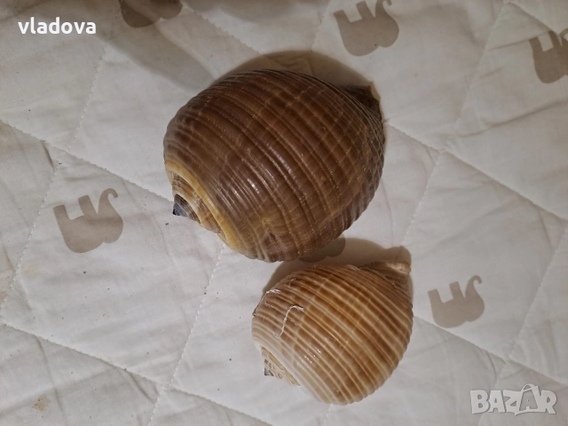 Раковини морски охлюв за декорация , снимка 4 - Аквариуми - 51435192