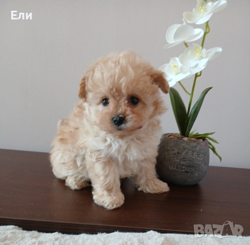 Той пудел /Малтипу- момче