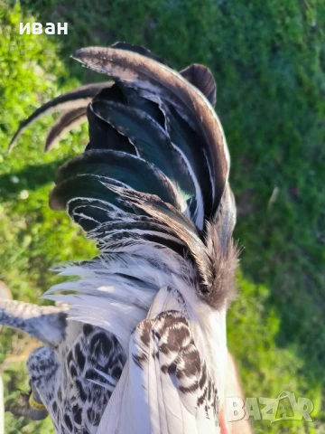 Свободни яйца от Сребърно Брезе Бантам -единствени в България вкарани в България лично от мен , снимка 7 - Кокошки и пуйки - 51155392