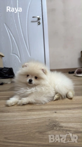 Померани със и без родословие, снимка 2 - Померан - 40676047