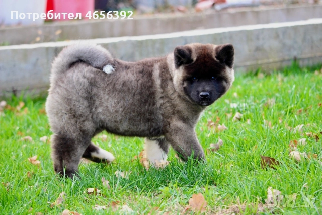 Американска акита, снимка 2 - Акита - 52854964