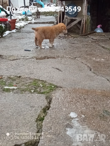  женско кученце Сао алабай , снимка 2 - Алабай - 52909299