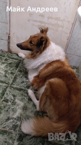 Продавам куче шотландска овчарка женско , снимка 2 - Други - 52723237