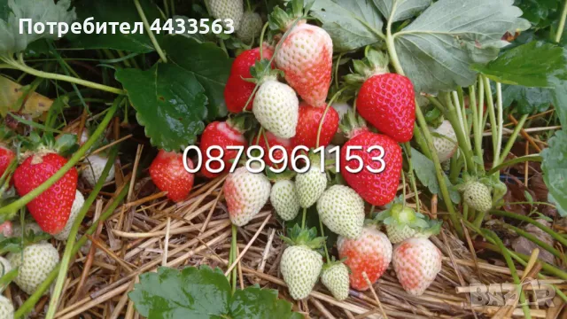 Разсад ягоди целогодишни , снимка 6 - Разсади - 49884414