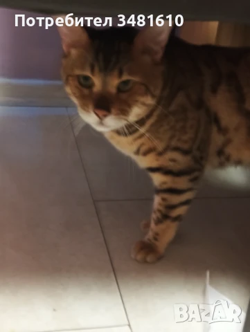 Котка, снимка 2 - За котки - 50569164