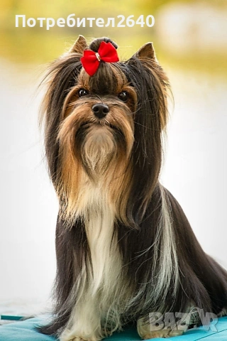 Бивер йоркширски териер (Biewer-Yorkie), снимка 17 - Йоркширски териер - 53409225